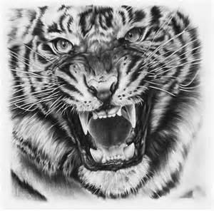 Thousands of tiger drawing illustrations to choose from. Free royalty free illustration graphics. Download stunning royalty-free images about Tiger Drawing. Royalty-free No attribution required .